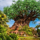 Animal Kingdom Animal Kingdom